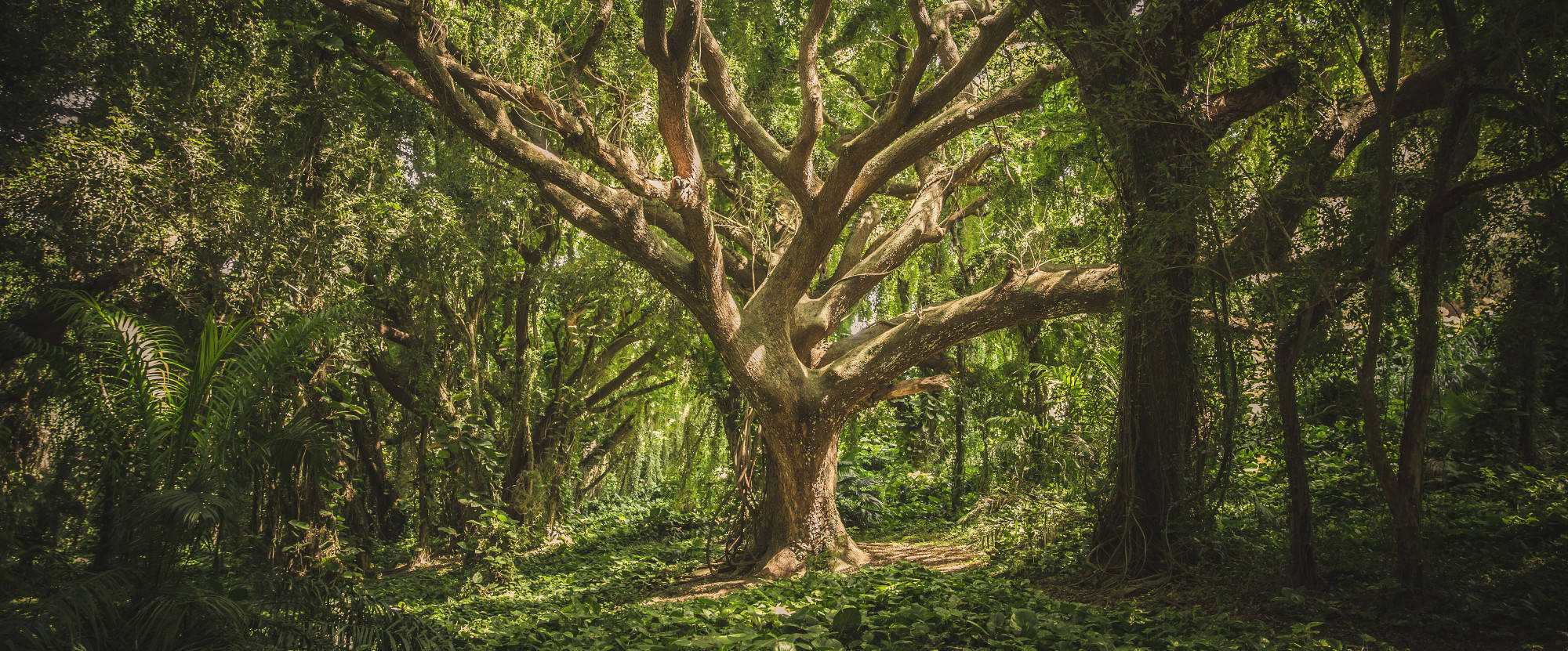 Random forest vs extra trees